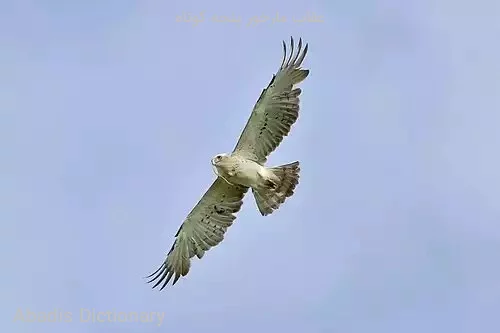 عقاب مارخور پنجه کوتاه